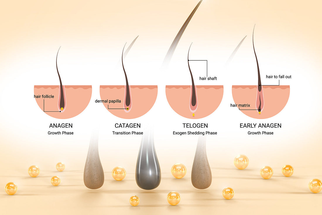What Are the Four Stages of Hair Growth?